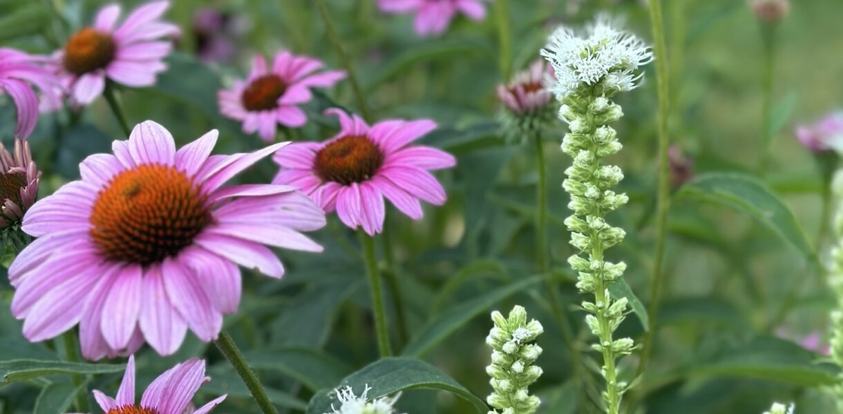 Purple coneflower and liatris