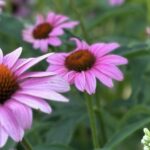 Purple coneflower and liatris