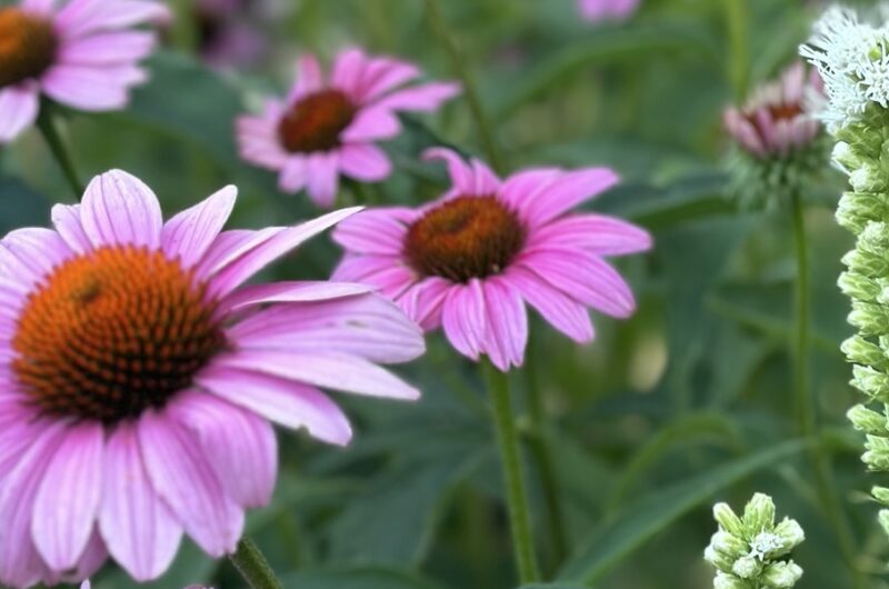 Purple coneflower and liatris