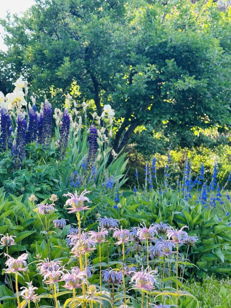 Monarda, iris, lupine, and Rocky Mountain Penstemon in the author's garden