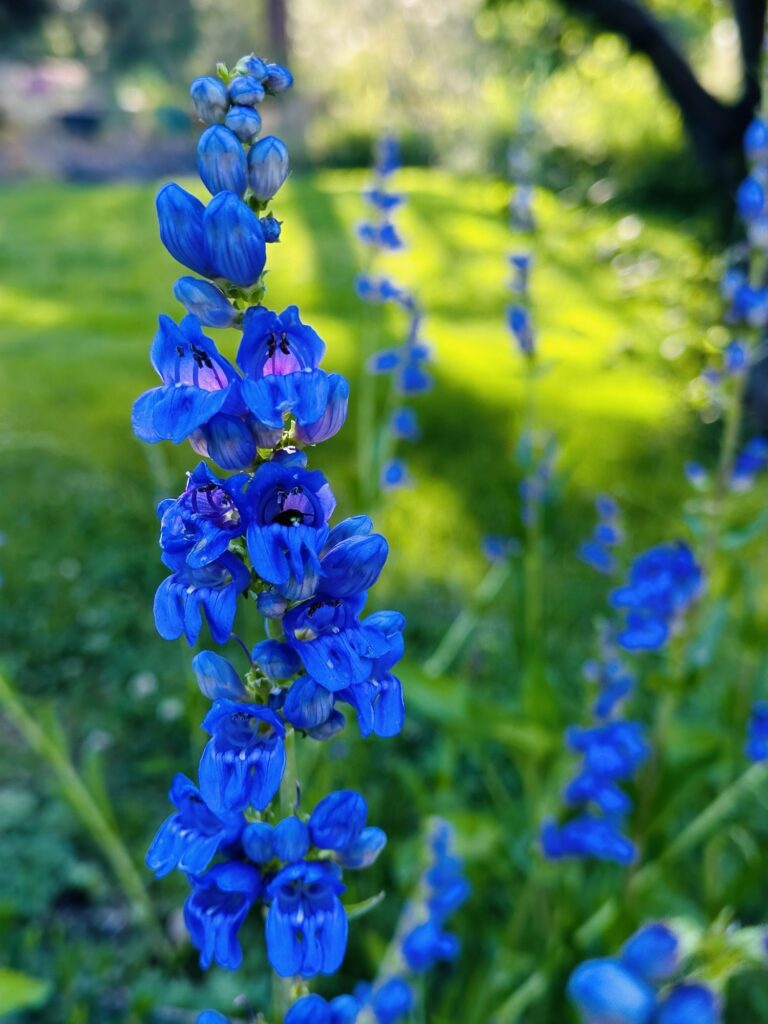Rocky Mountain penstemon