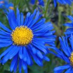 Alpine aster
