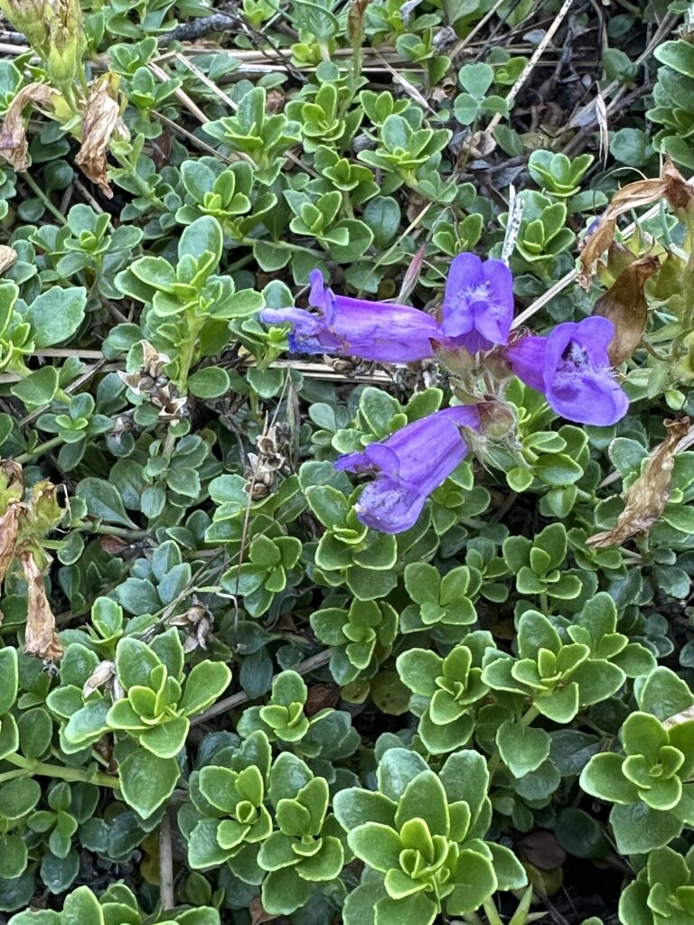 Davidson's penstemon