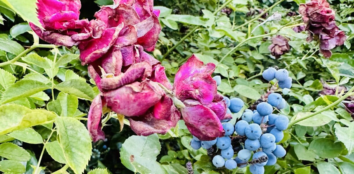 Roses and Oregon grape