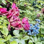 Roses and Oregon grape