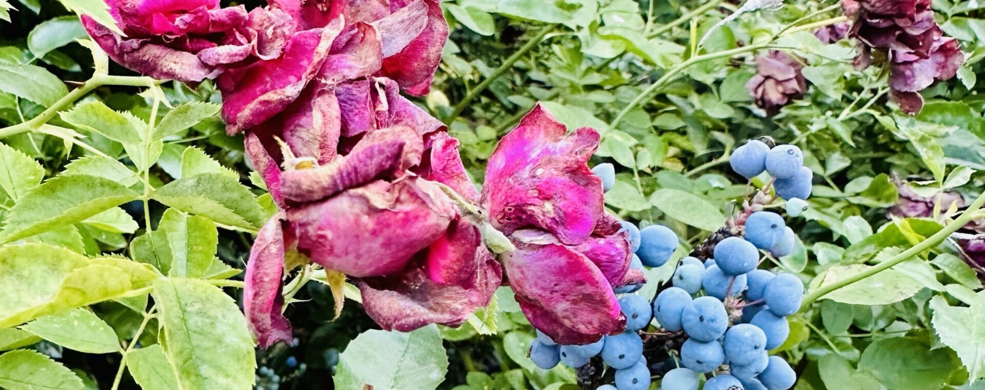 Roses and Oregon grape
