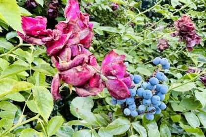 Roses and Oregon grape