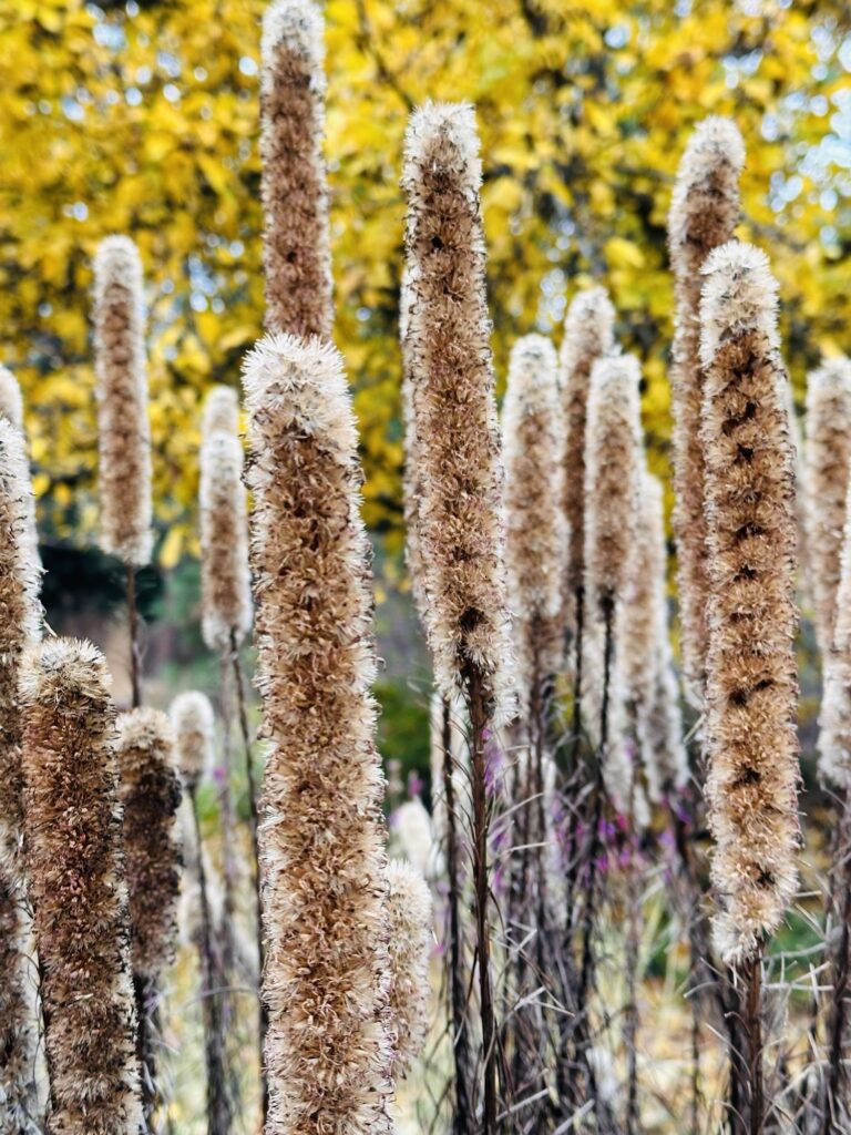 Liatris seedheads