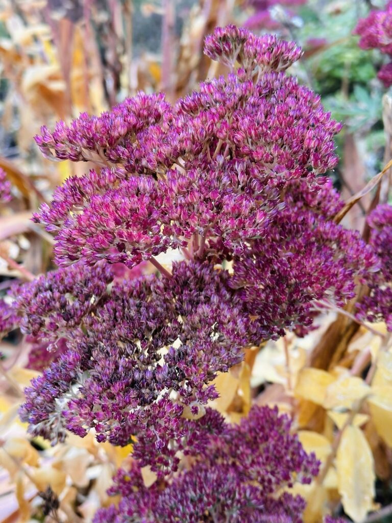 Sedum