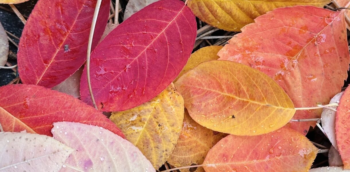 Serviceberry (Amelanchier) leaves in autumn
