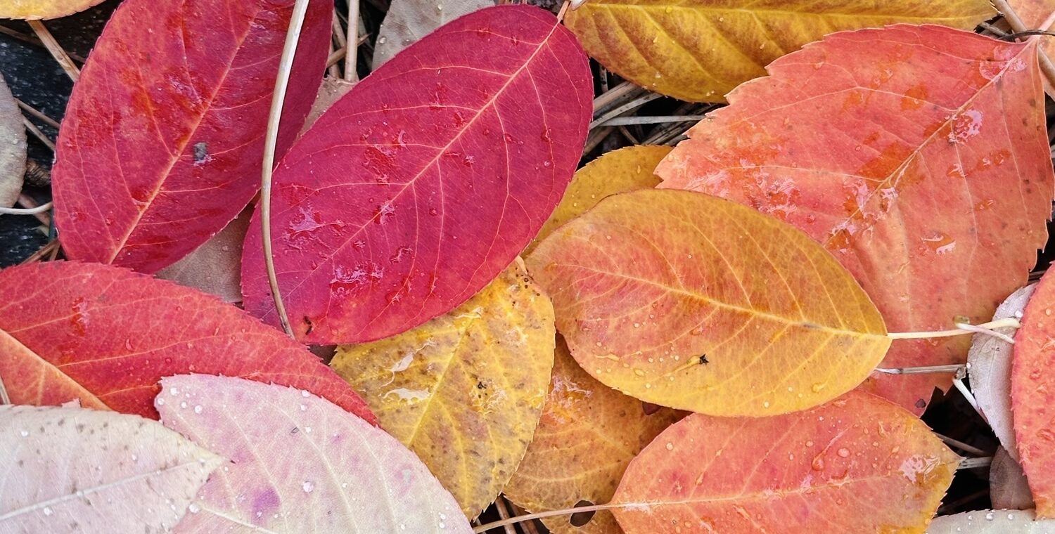 Serviceberry (Amelanchier) leaves in autumn