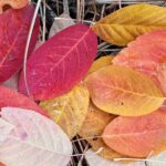 Serviceberry (Amelanchier) leaves in autumn