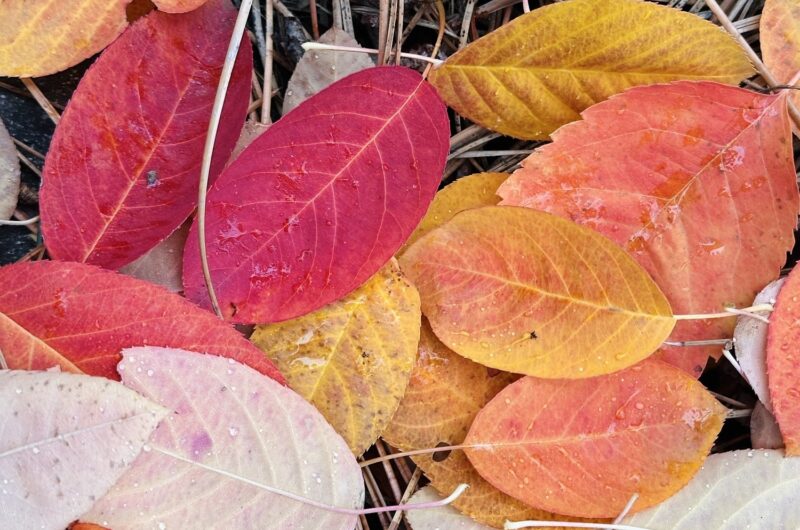 Serviceberry (Amelanchier) leaves in autumn